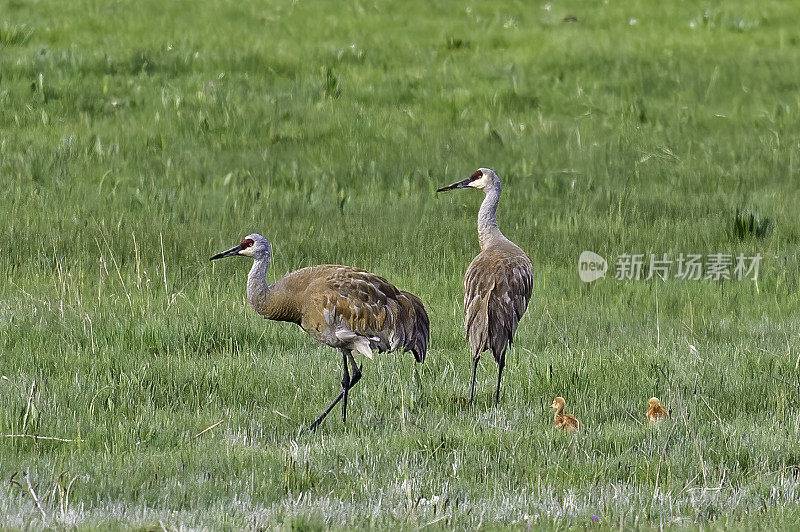 沙丘鹤(Antigone canadensis)是北美洲和西伯利亚东北部的一种大型鹤。黄石国家公园，怀俄明州。成年企鹅带着两只小企鹅。